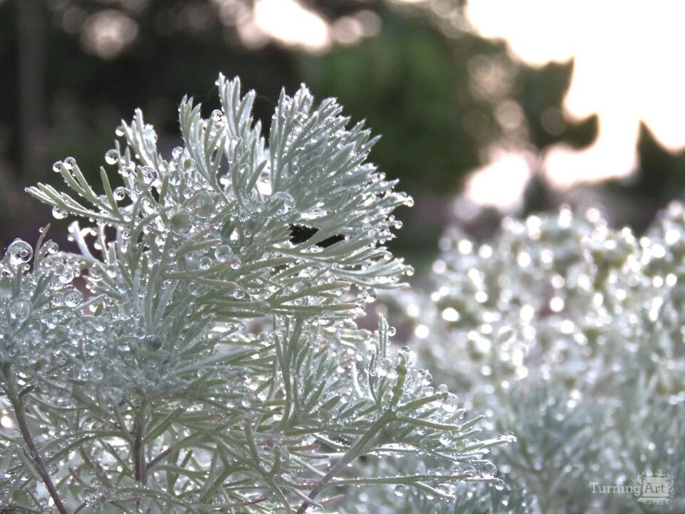 Dew on Plants 4