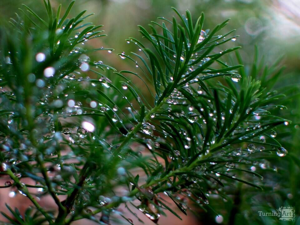 Dew on Plants 5, Castlewood State Park