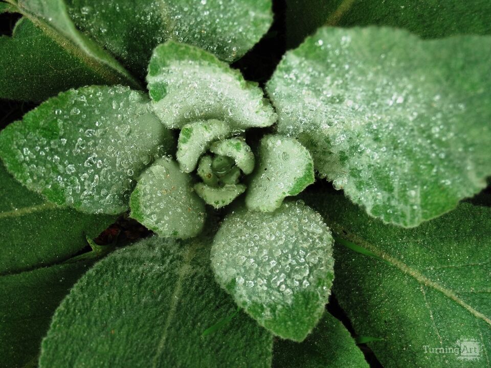 Dew on Plants 6, Telluride