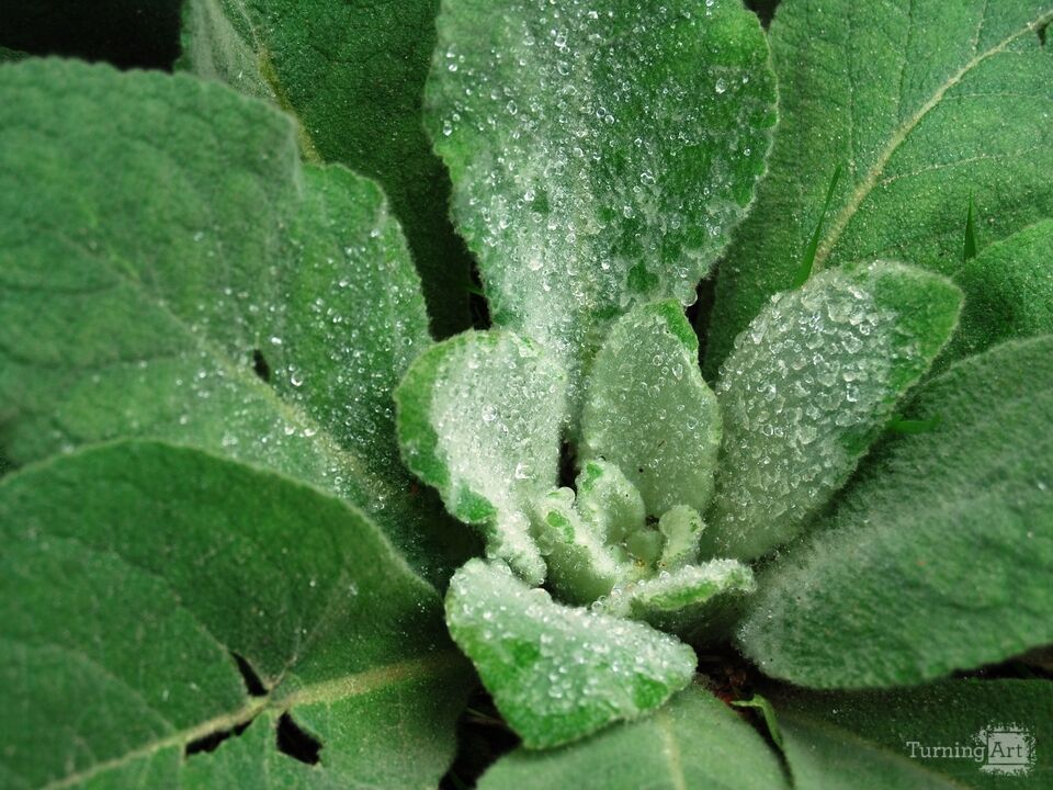 Dew on Plants 7, Telluride