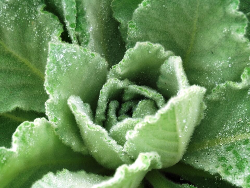 Dew on Plants 8, Telluride