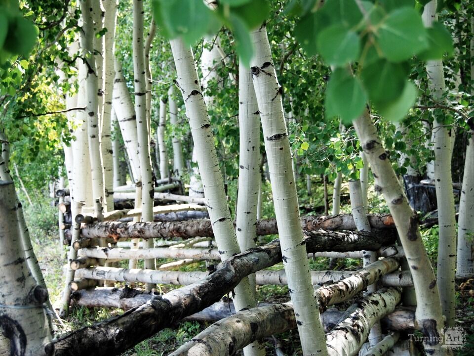 Aspen Fence Line