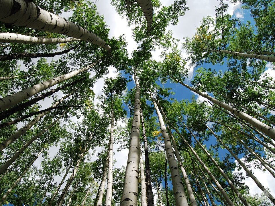 Skyward Aspens