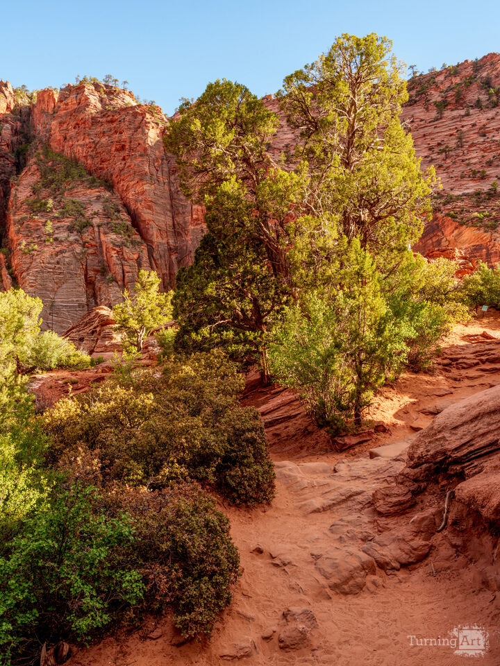 Zion Trail Evening Shadows And Light Vertical