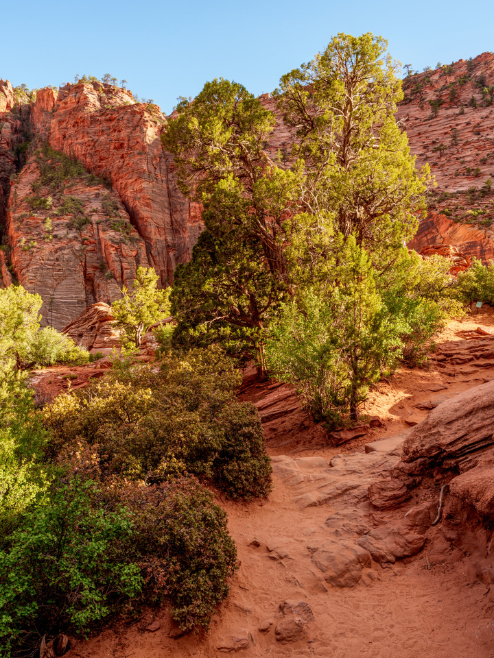 Zion Trail Evening Shadows And Light Vertical