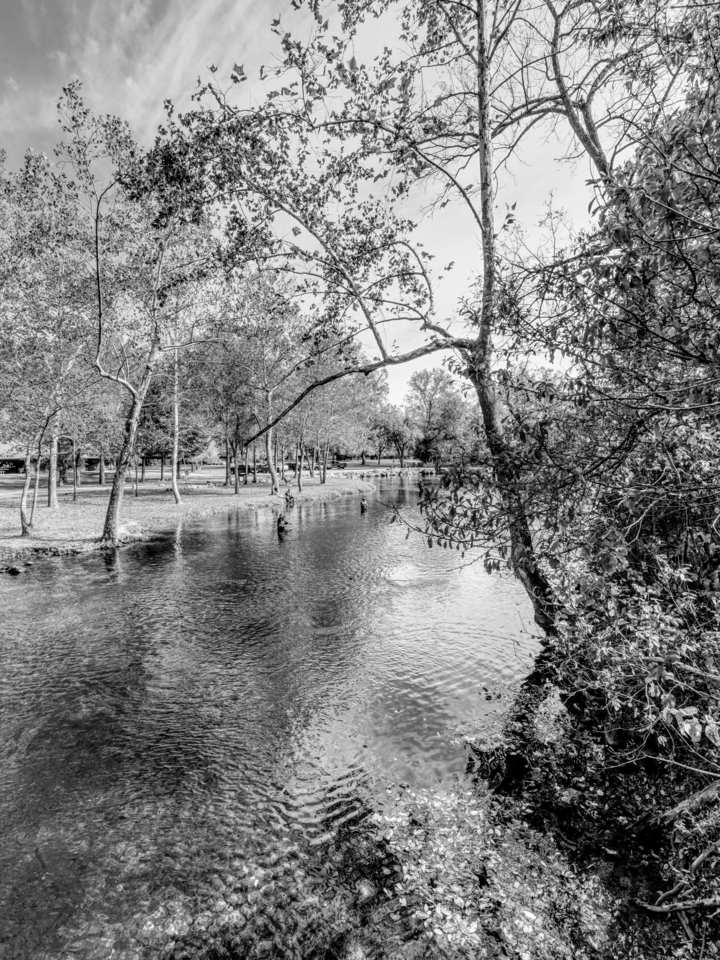 Ozarks Trout Fishing By The Birch Grayscale
