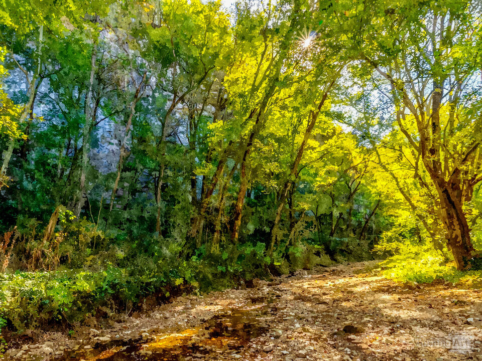 Sunlight Through Trees By Buffalo River
