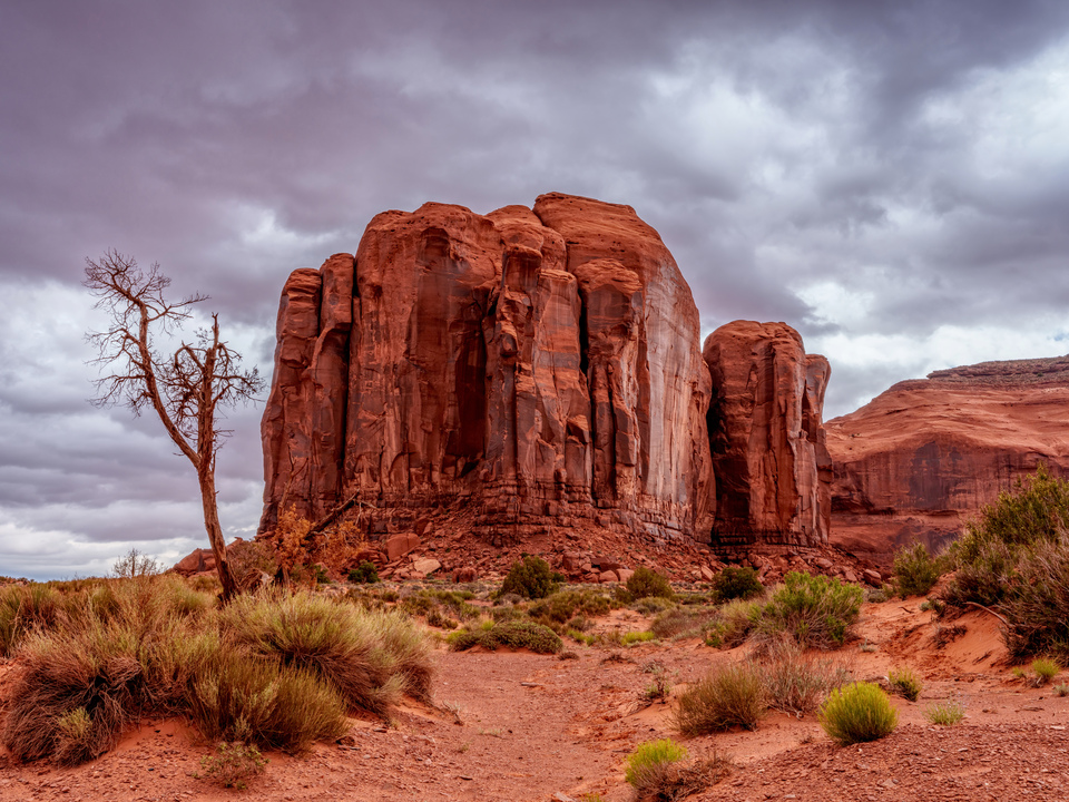 Dead Tree By Spearhead Mesa