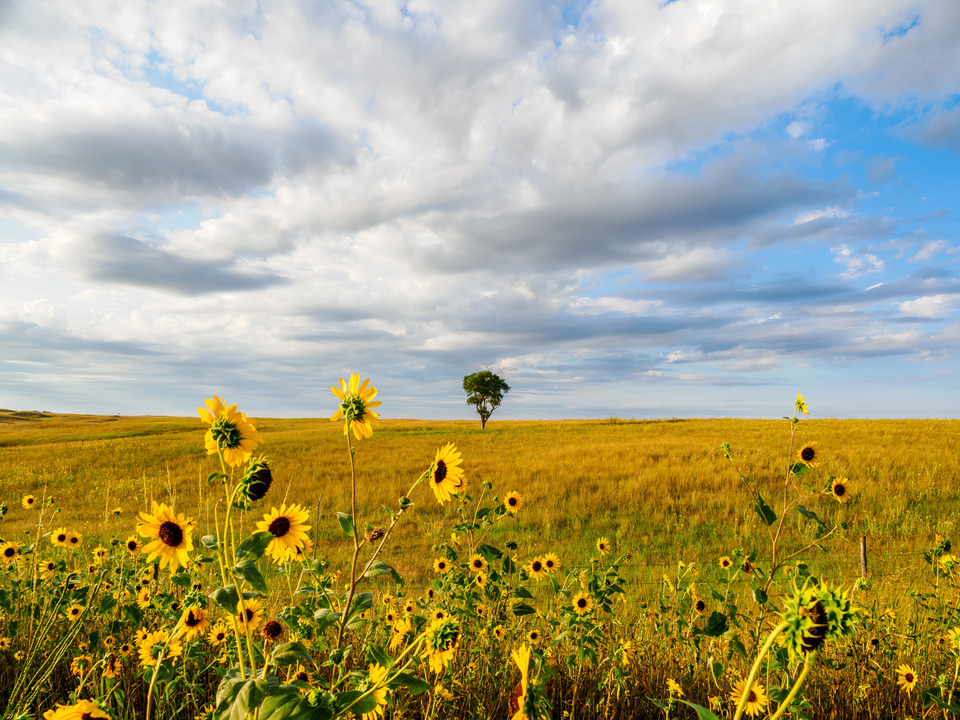Sunflowers Before the Season Turns