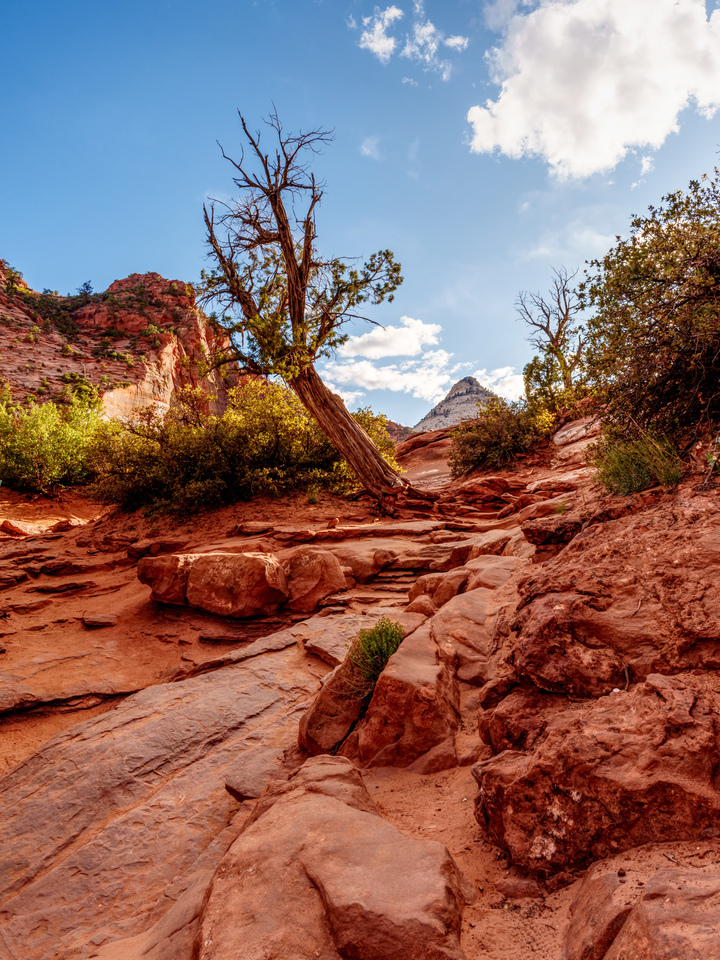 Leaning Tree Along Zion Trail