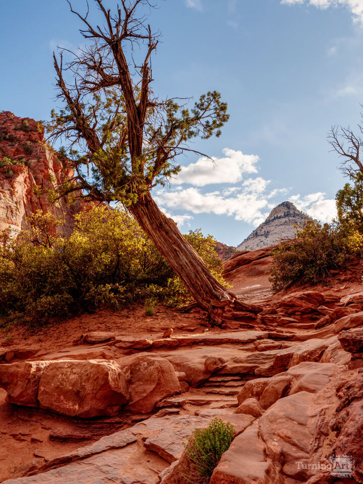 Tree Clinging To Stone In Zion Vertical