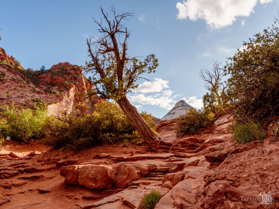 Tree Clinging To Stone In Zion