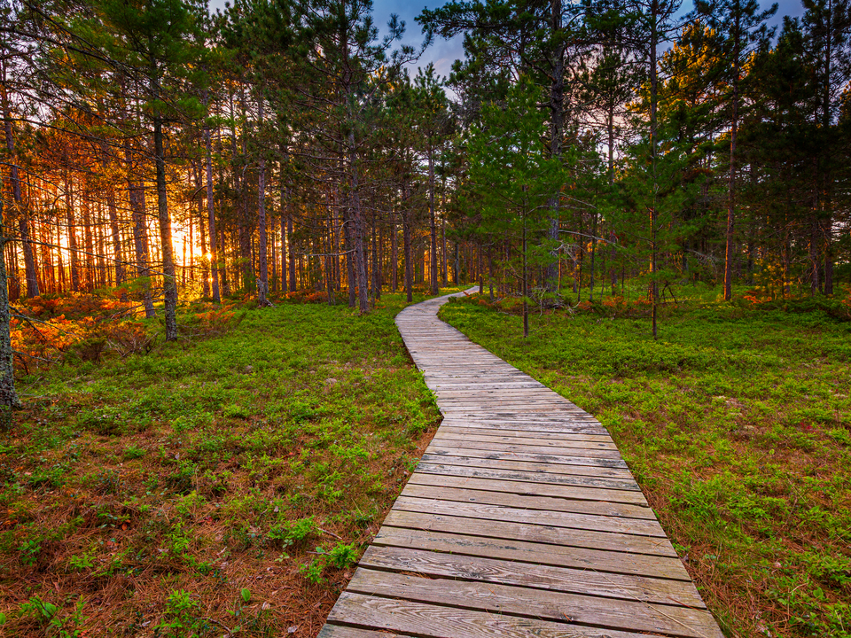 Sunlit Forest Pathway