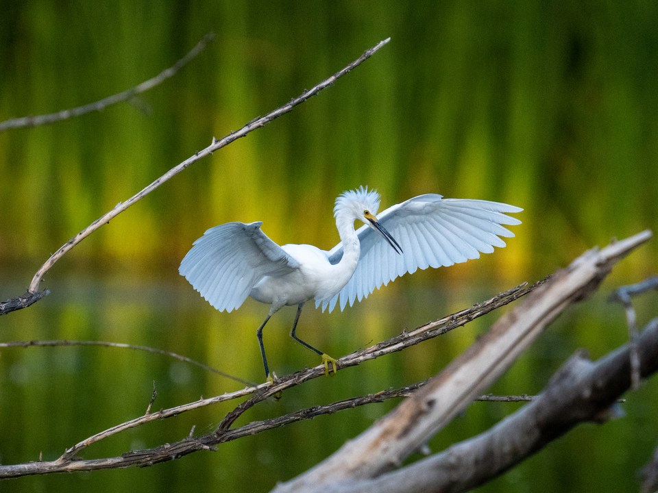Snowy Egret Fanning Wings