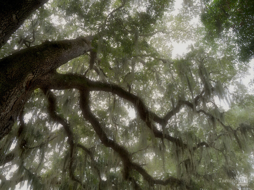 Mighty Oak Tree and Spanish Moss