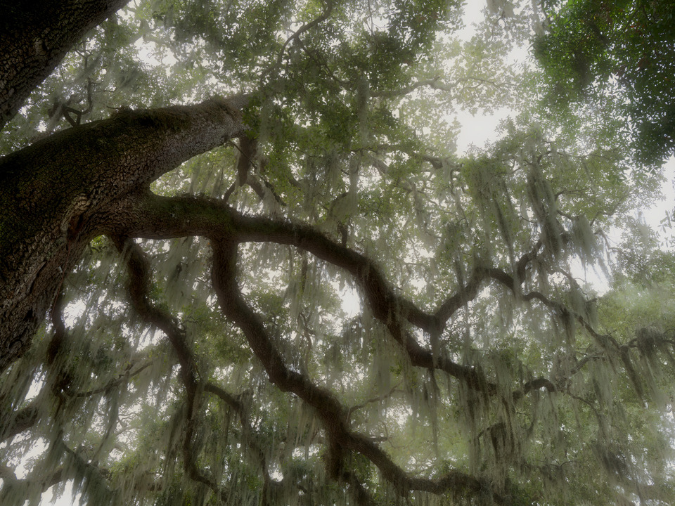 Mighty Oak Tree and Spanish Moss