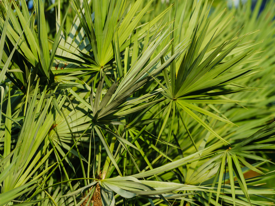 Dwarf Palmetto