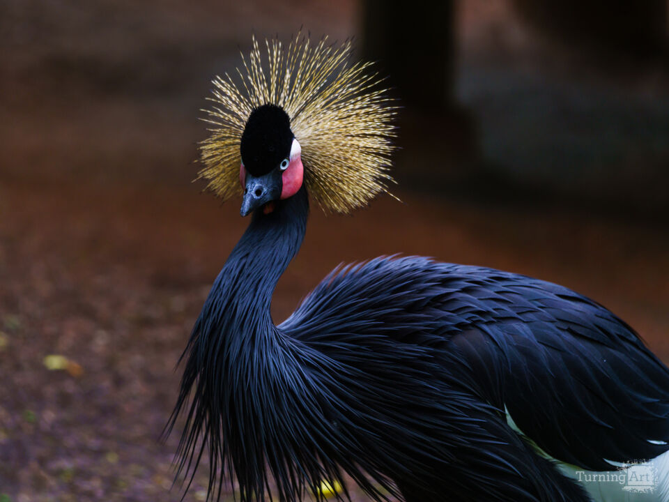 African Crowned Crane Bird