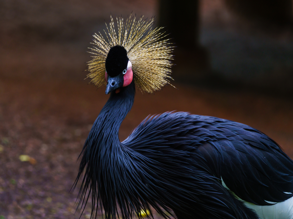 African Crowned Crane Bird