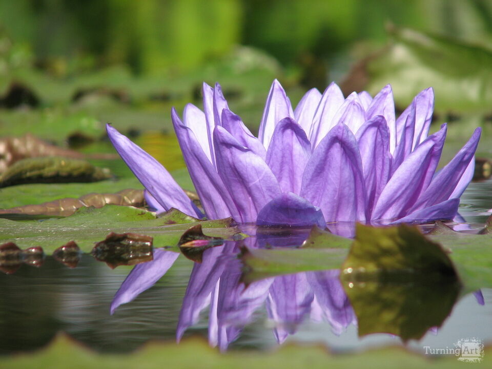 Water Lily 2