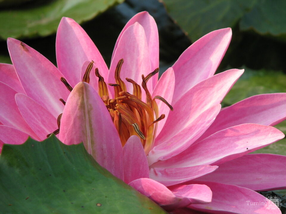 Water Lily 4