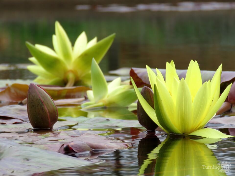 Water Lily 5