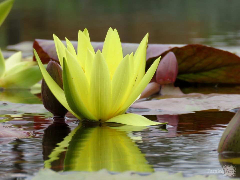 Water Lily 6