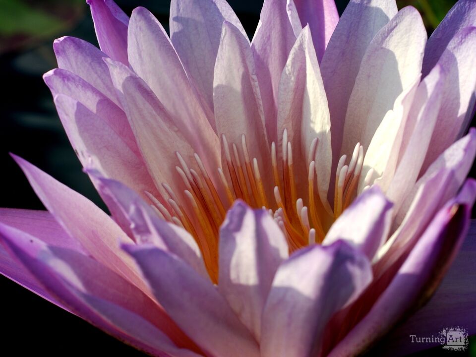 Water Lily 8