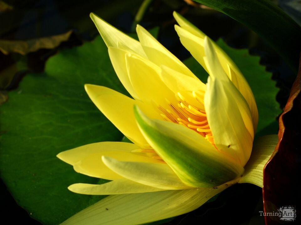 Water Lily 14
