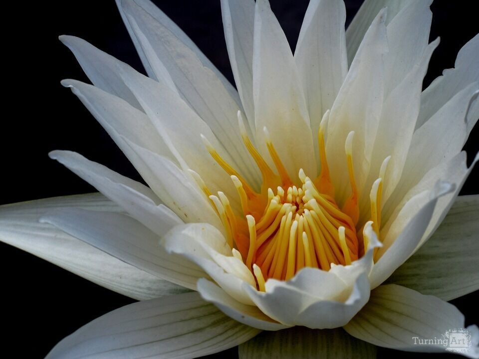 Water Lily 15
