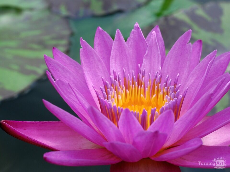 Water Lily 19