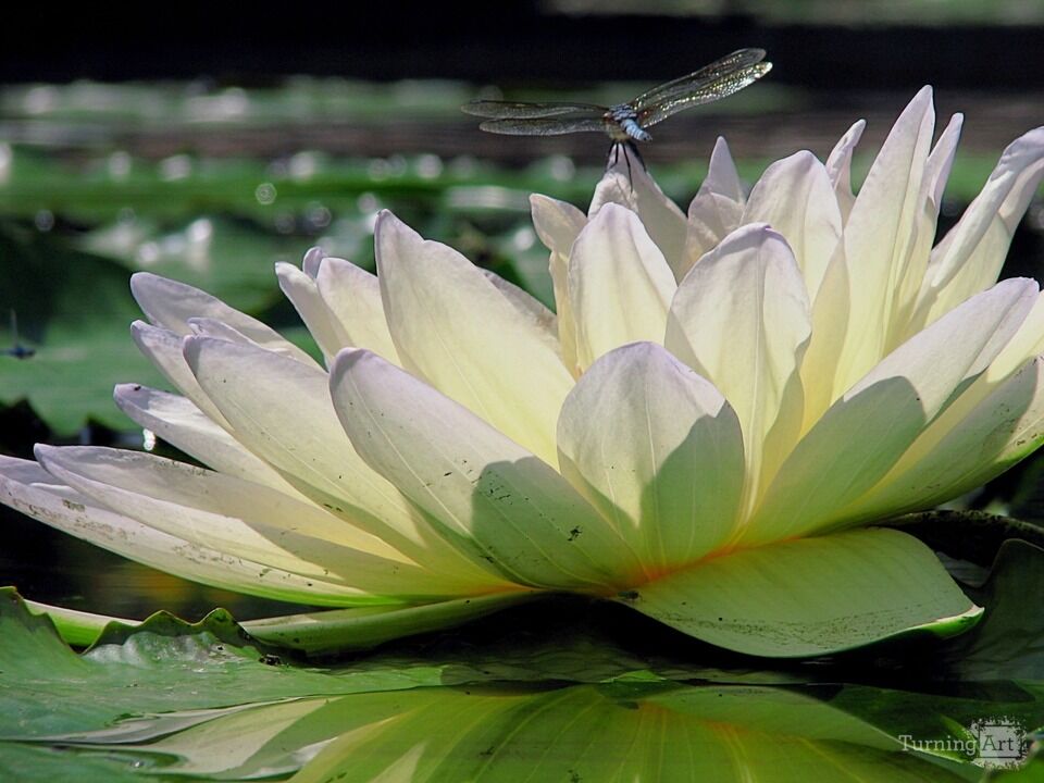 Water Lily 24