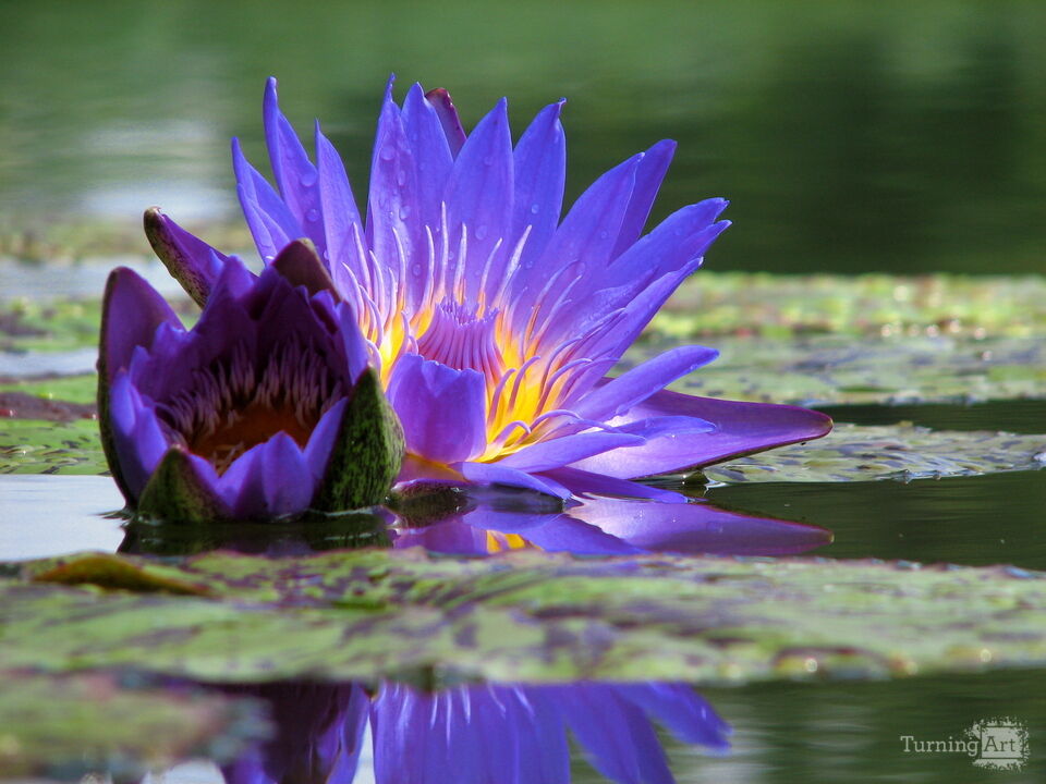 Water Lily 25