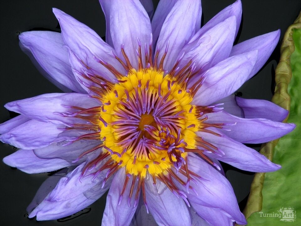 Water Lily 27