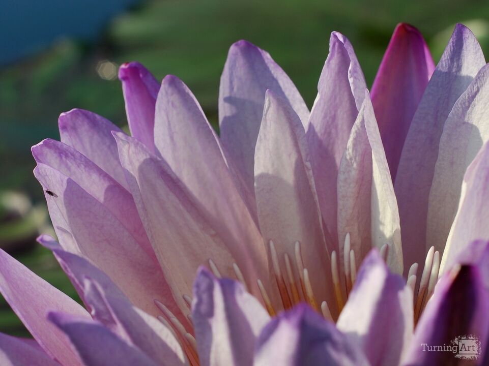 Water Lily 28