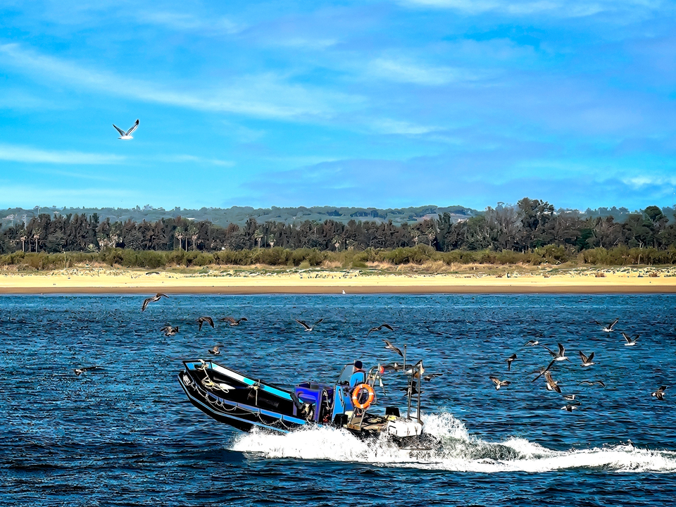 Small Fishing Boat With Gulls