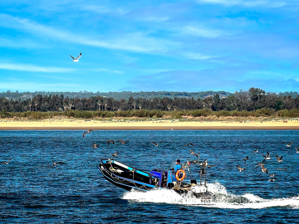 Small Fishing Boat With Gulls