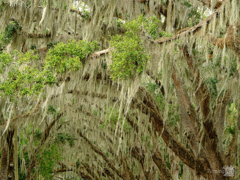 Spanish Moss I