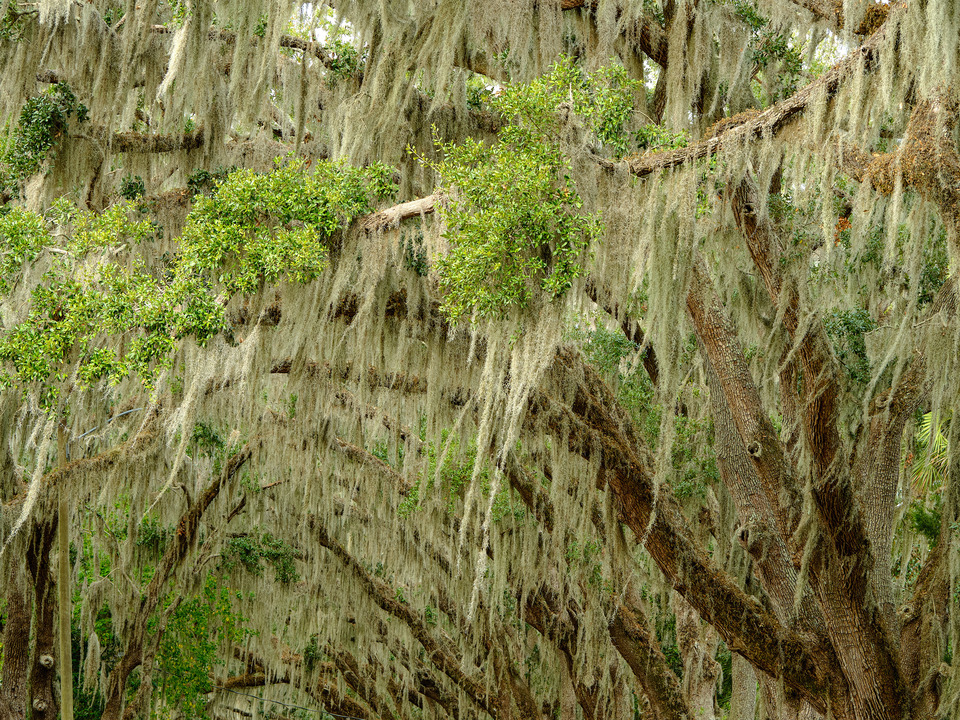 Spanish Moss I