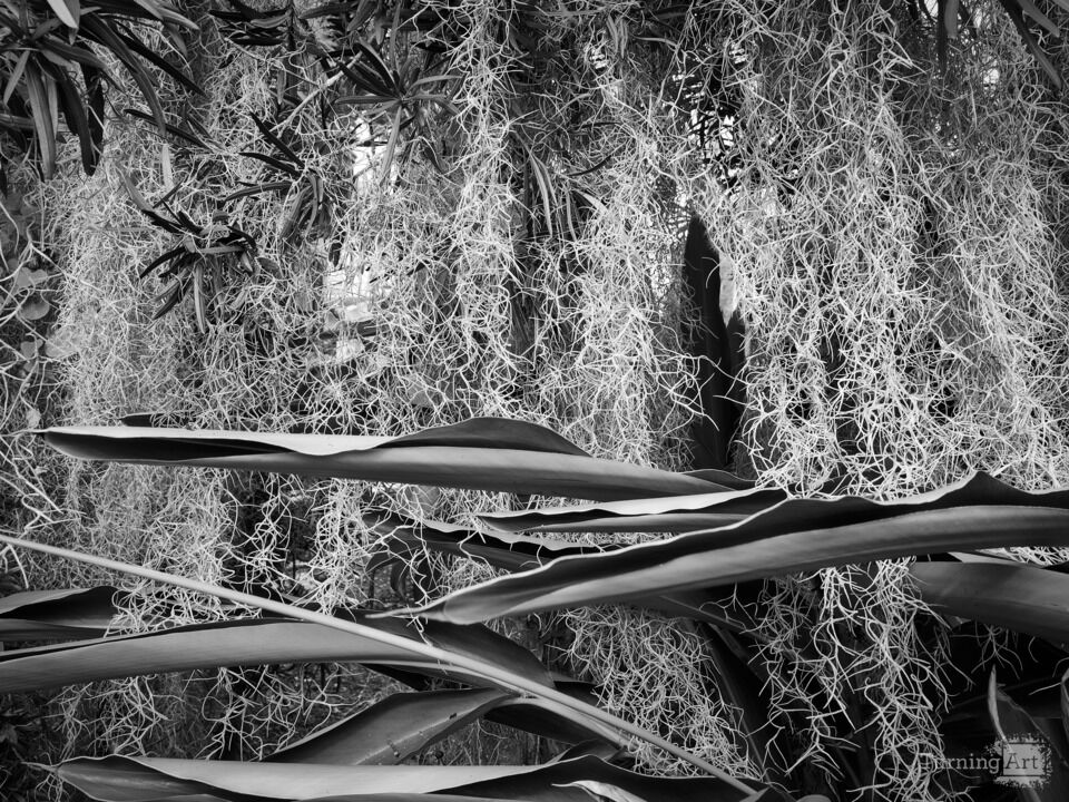 Spanish Moss II