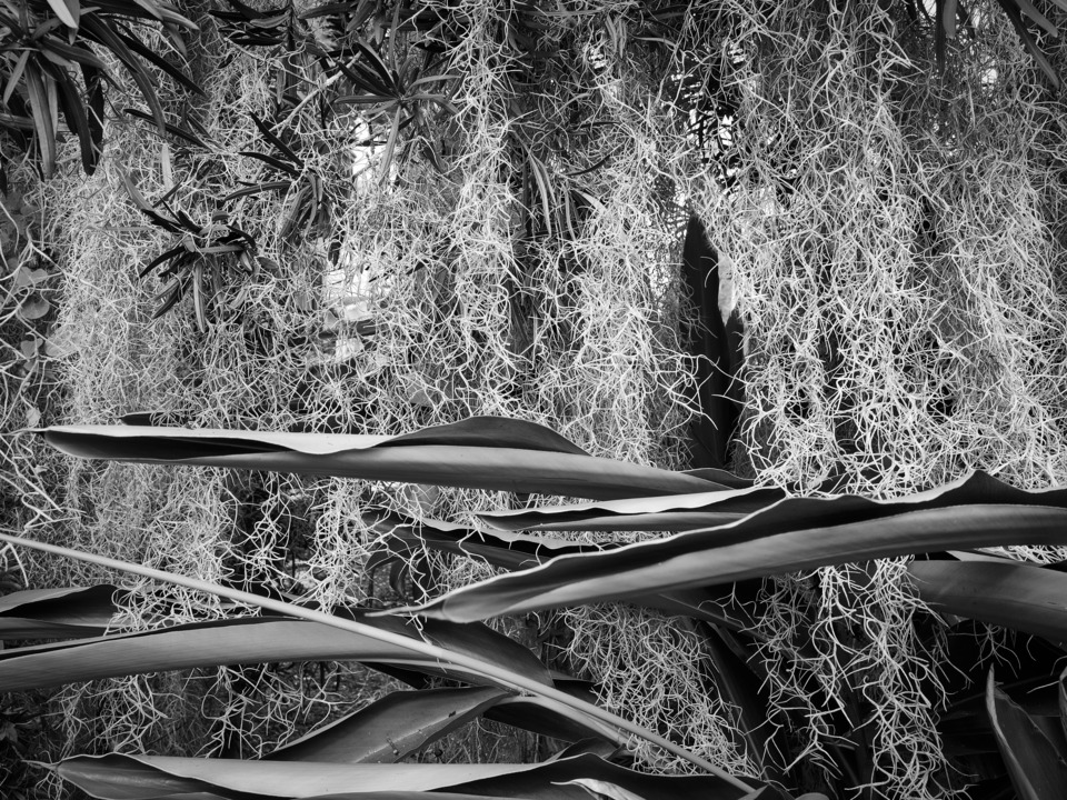 Spanish Moss II