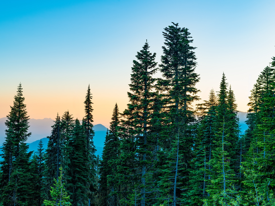 Mount Rainier National Park