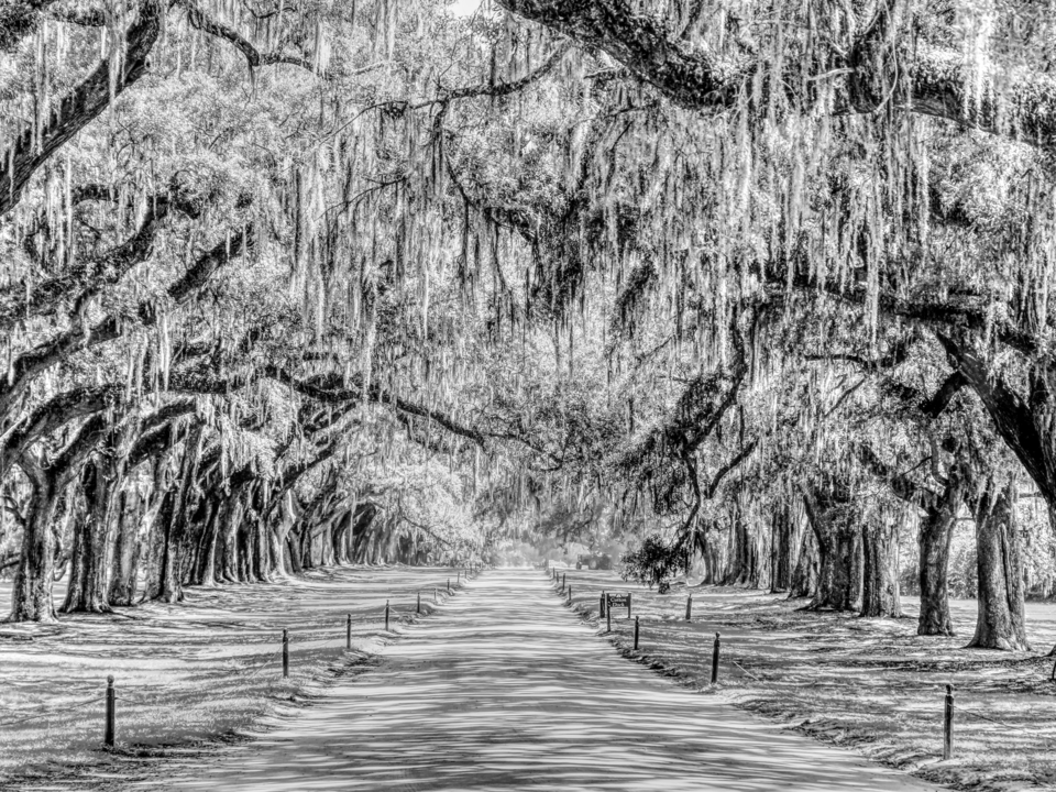 The Beautiful Avenue Of Oaks Grayscale