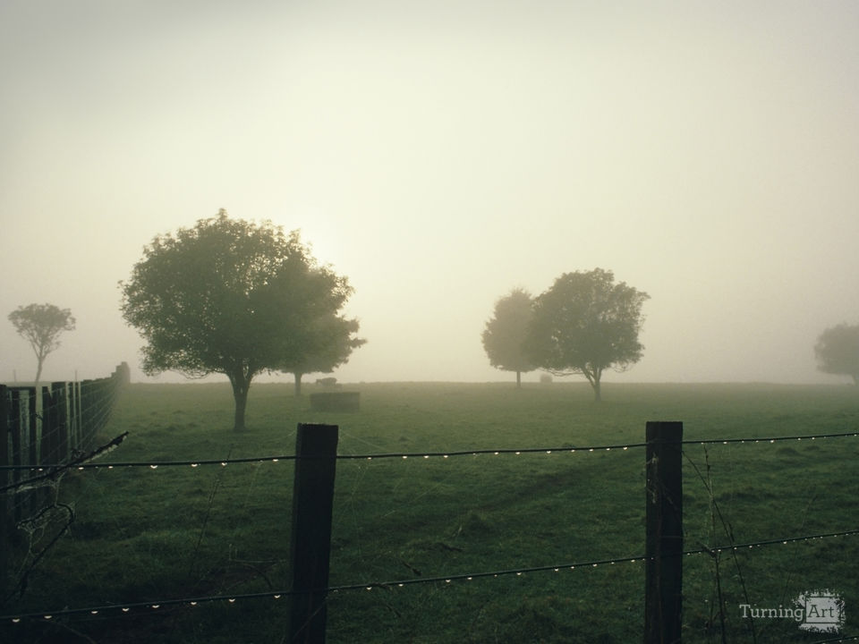 Misty Morning