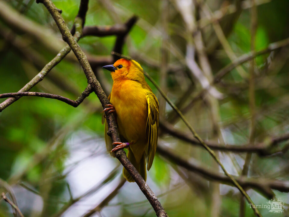 Taveta Golden Weaver Clinging To Branch