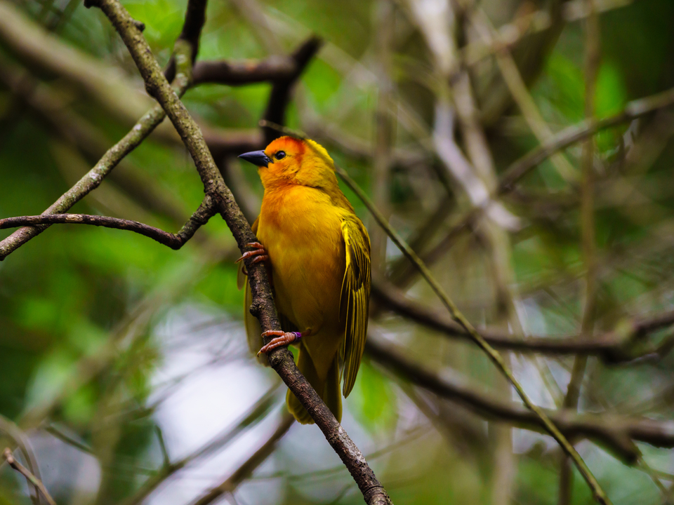 Taveta Golden Weaver Clinging To Branch