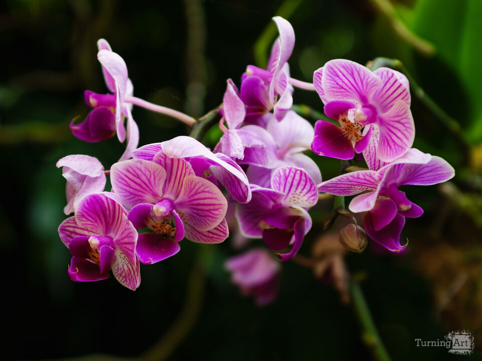 Phalaenopsis Orchid Cluster