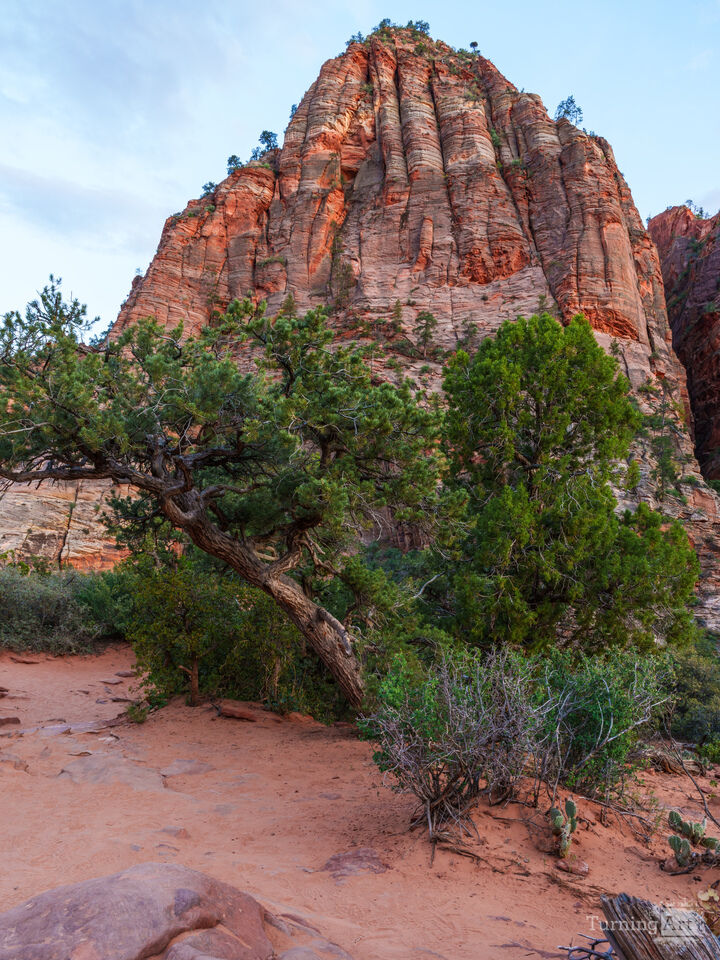Cedar And Mountain In Zion