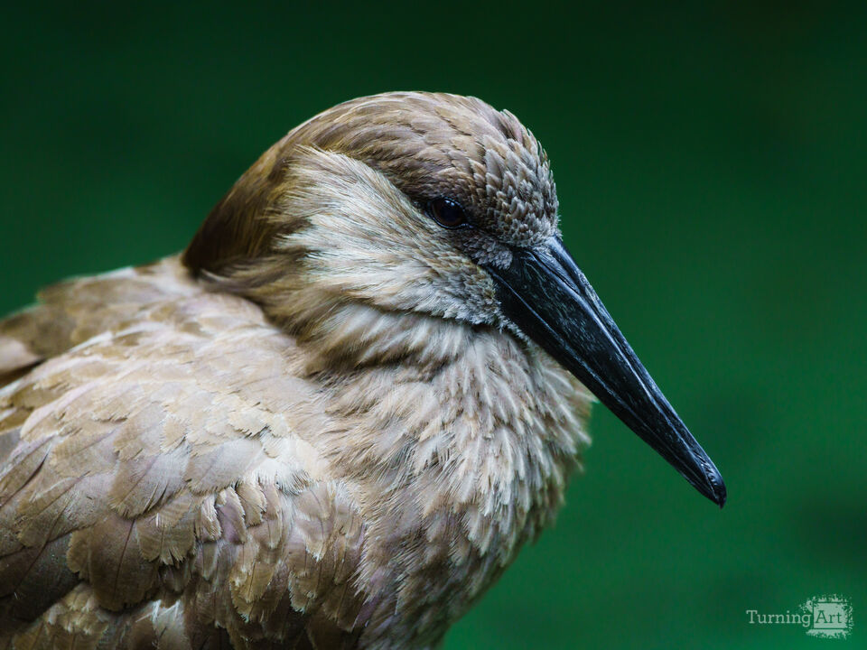 Hamerkop Bird