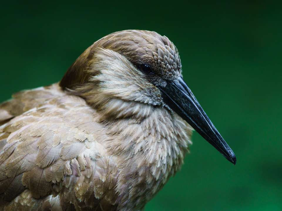 Hamerkop Bird